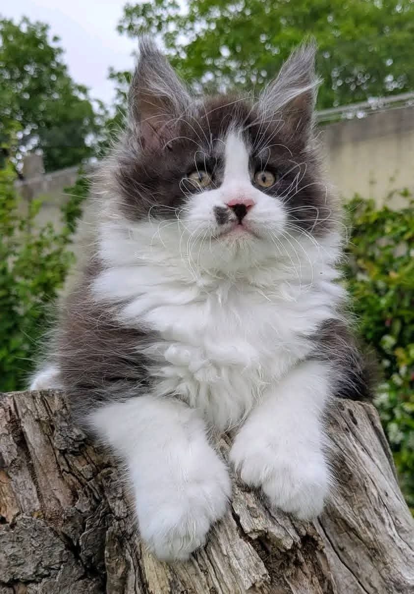 Milo